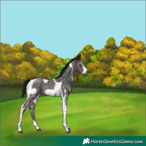 Horse Color:Gray Brown Sabino Tobiano Frame Rabicano