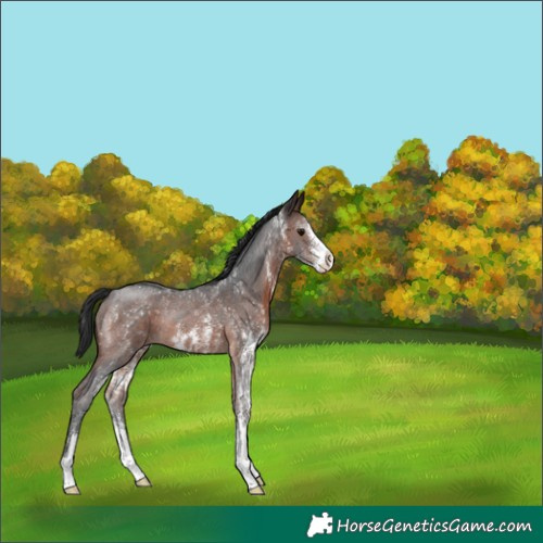 Horse Color:Brown Sabino Rabicano