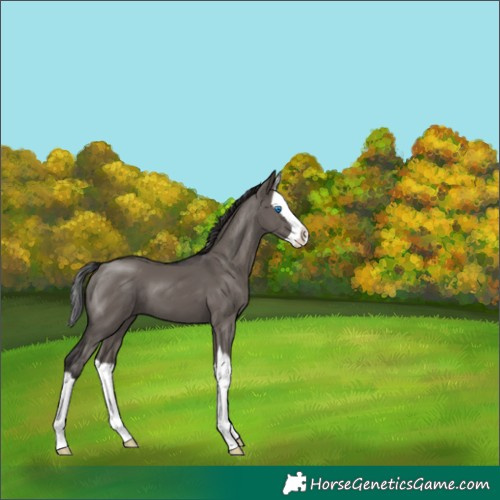 Horse Color:Smoky Grullo Splash