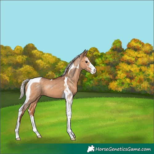 Horse Color:Silver Bay Dun Sabino Tobiano 