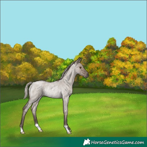 Horse Color:Silver Grullo Roan Rabicano 