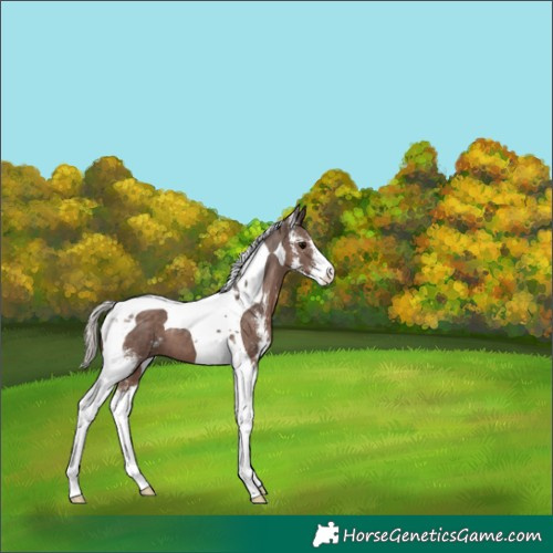 Horse Color:Silver Black Sabino Tobiano