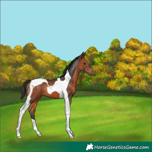 Horse Color:Bay Tobiano