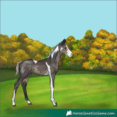 Horse Color:Silver Smoky Black Sabino Tobiano 