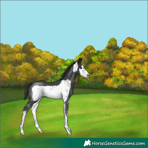 Horse Color:Black Sabino Frame Rabicano 