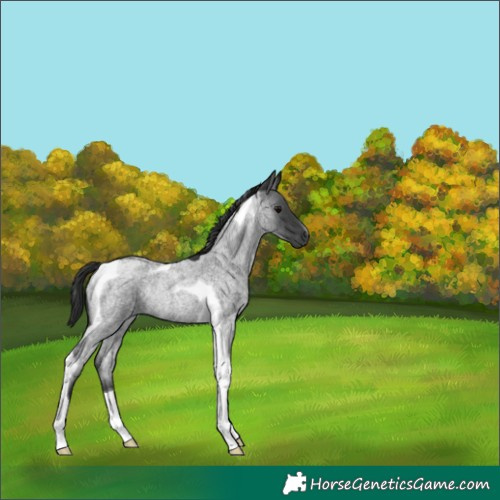 Horse Color:Blue Roan Tobiano Rabicano 
