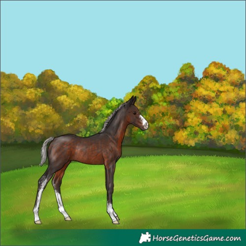 Horse Color:Silver Brown Sabino Rabicano 