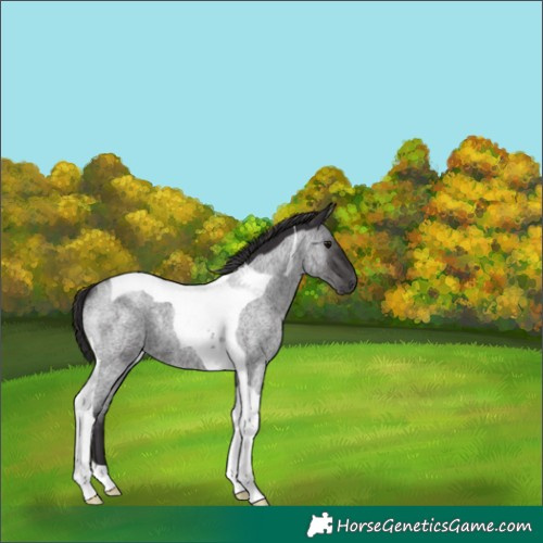 Horse Color:Smoky Blue Roan Tobiano