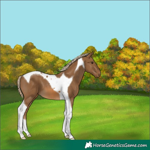 Horse Color:Chocolate Palomino Tobiano 