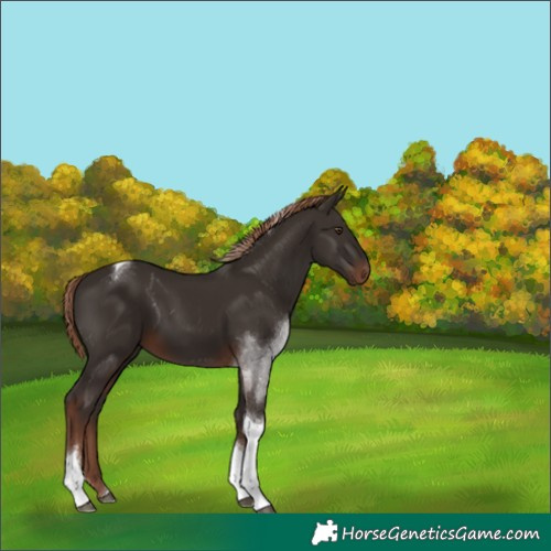 Horse Color:Liver Chestnut Tobiano