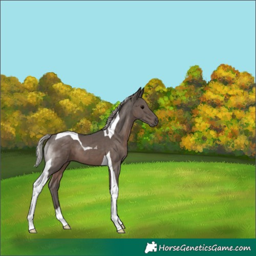 Horse Color:Silver Black Tobiano 