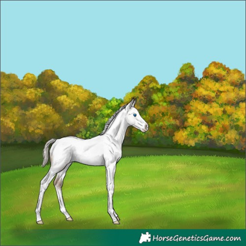 Horse Color:Silver Grullo Sabino Tobiano Frame