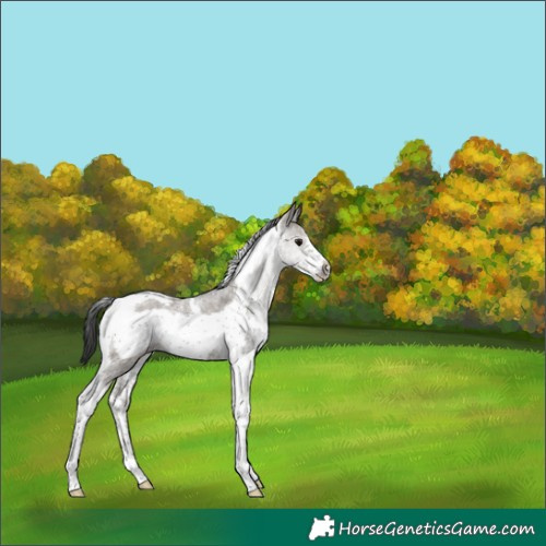 Horse Color:Grullo Sabino Tobiano Frame Rabicano
