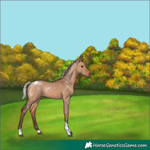Horse Color:Silver Bay Dun Tobiano 