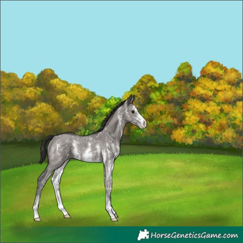 Horse Color:Smoky Grullo Sabino 