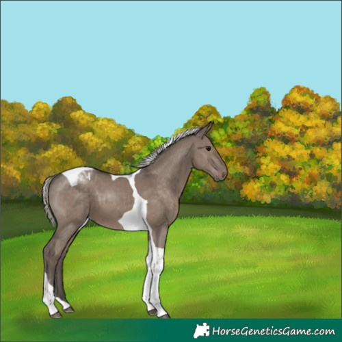 Horse Color:Silver Grullo Tobiano 