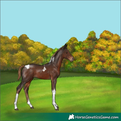 Horse Color:Liver Chestnut Tobiano 