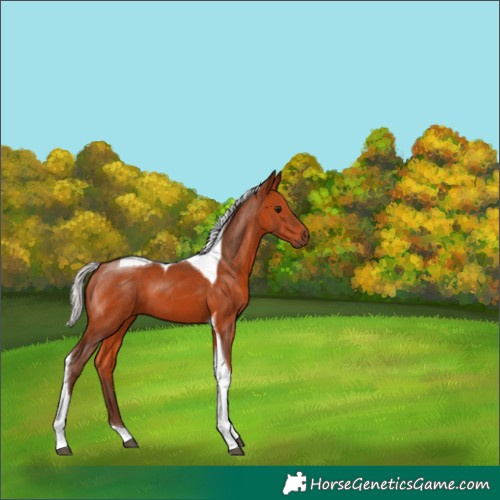 Horse Color:Silver Bay Tobiano 