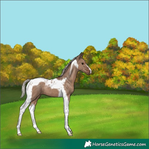 Horse Color:Silver Grullo Tobiano
