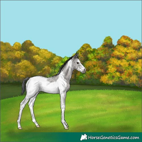 Horse Color:Grullo Sabino Tobiano Frame Rabicano