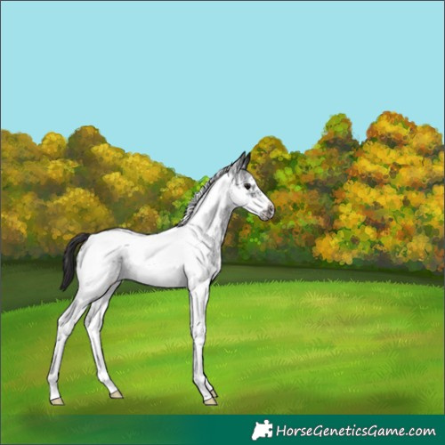 Horse Color:Smoky Black Sabino Tobiano Frame