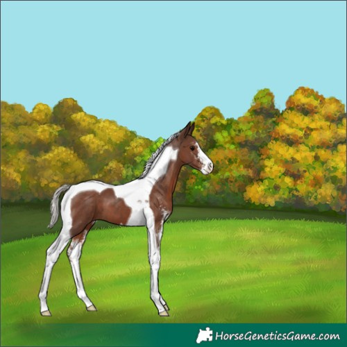 Horse Color:Silver Black Sabino Tobiano 