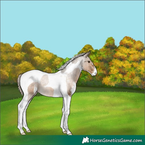 Horse Color:Chocolate Palomino Sabino Tobiano