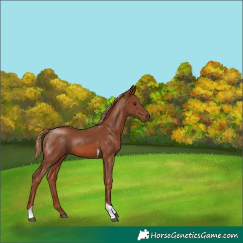 Horse Color:Chestnut Tobiano