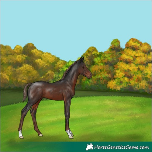 Horse Color:Liver Chestnut 