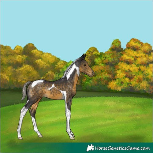 Horse Color:Silver Buckskin Tobiano