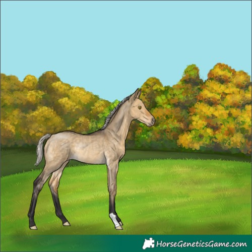 Horse Color:Silver Buckskin Dun Rabicano 