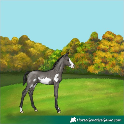Horse Color:Grullo Frame Rabicano