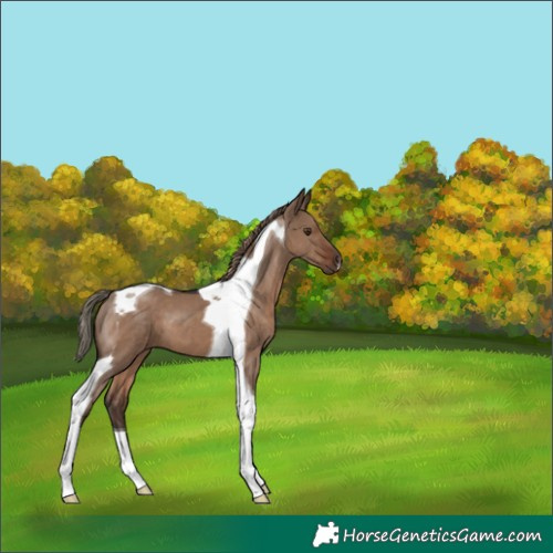 Horse Color:Liver Red Dun Tobiano 