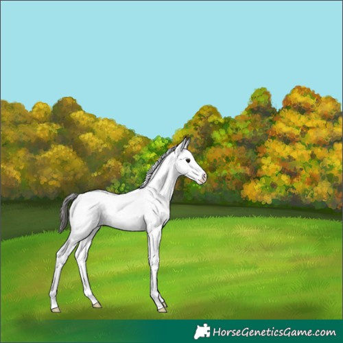 Horse Color:Bay Dun Sabino 