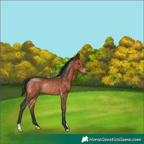 Horse Color:Brown Rabicano 
