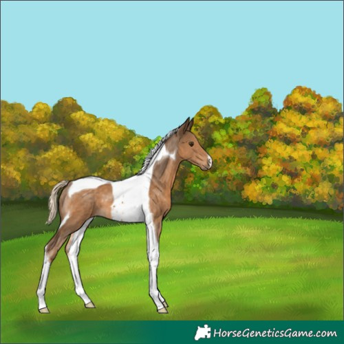 Horse Color:Chocolate Palomino Tobiano 
