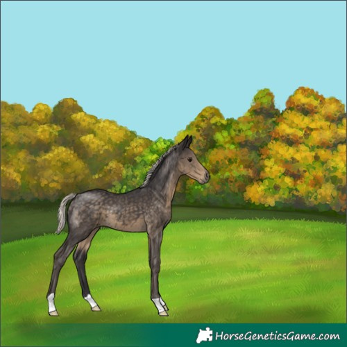 Horse Color:Silver Smoky Black 