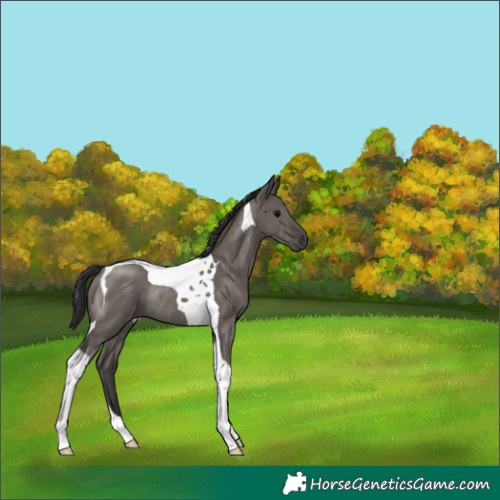 Horse Color:Smoky Grullo Tobiano Rabicano
