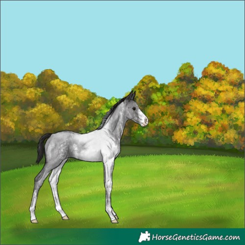 Horse Color:Smoky Blue Roan Sabino