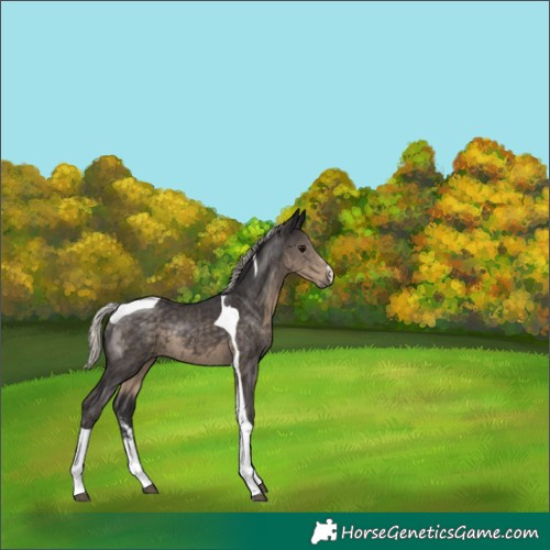 Horse Color:Silver Smoky Black Sabino Tobiano