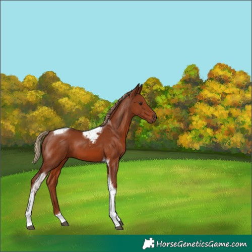 Horse Color:Chestnut Tobiano 