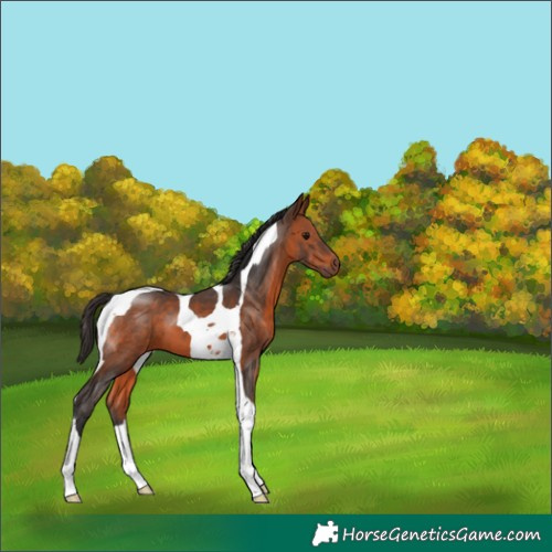 Horse Color:Bay Tobiano 