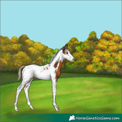 Horse Color:Chocolate Palomino Tobiano Frame