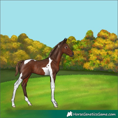 Horse Color:Gray Chestnut Tobiano Rabicano
