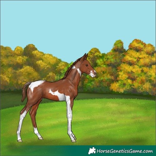 Horse Color:Chestnut Sabino Tobiano