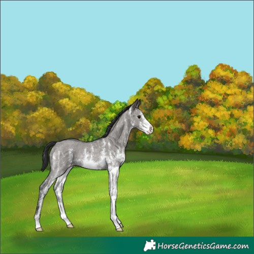 Horse Color:Grullo Sabino Rabicano