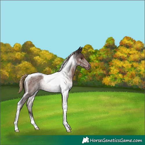Horse Color:Liver Red Roan Tobiano Rabicano 