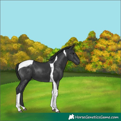 Horse Color:Black Tobiano 