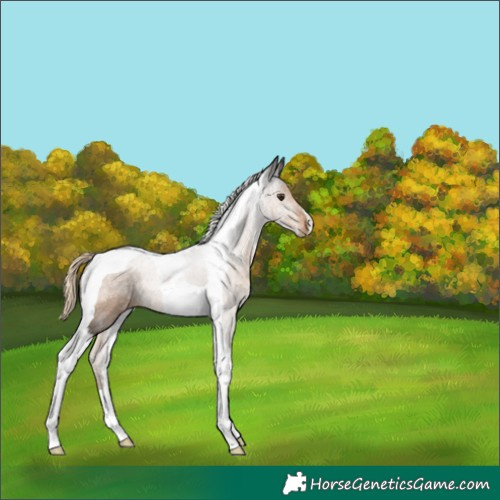 Horse Color:Chocolate Palomino Tobiano 