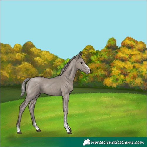 Horse Color:Silver Grullo Sabino 